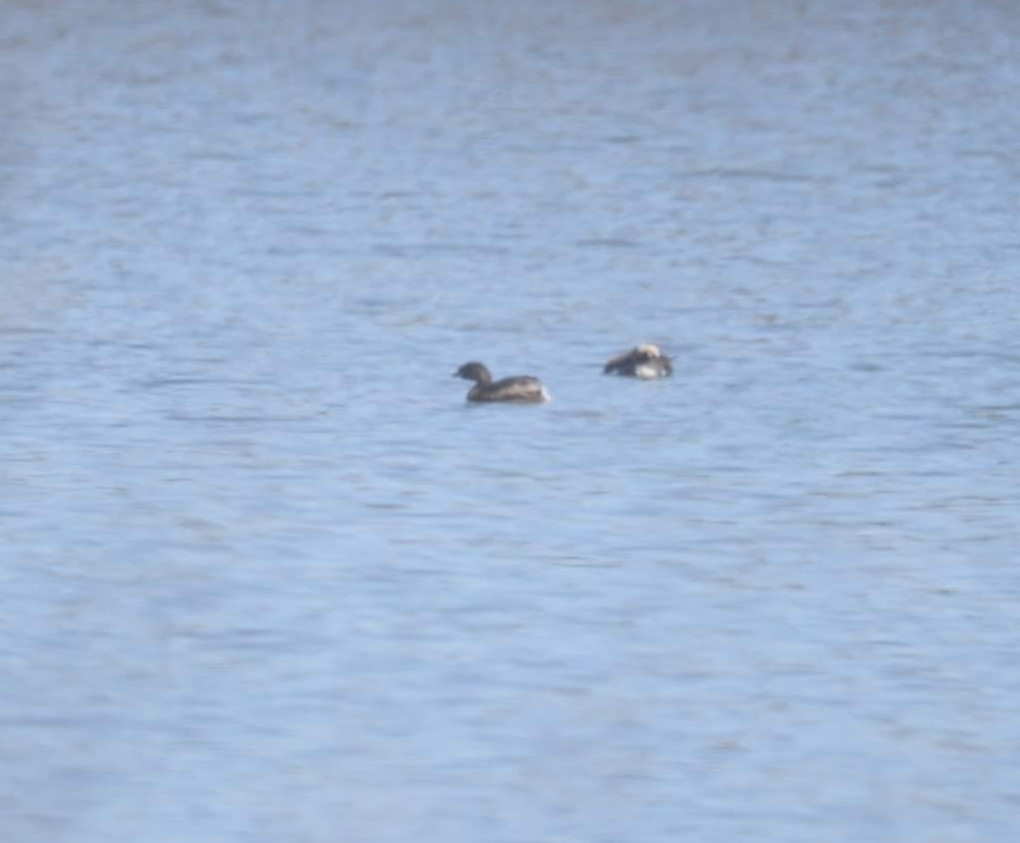 Pied-billed Grebe - ML319163731