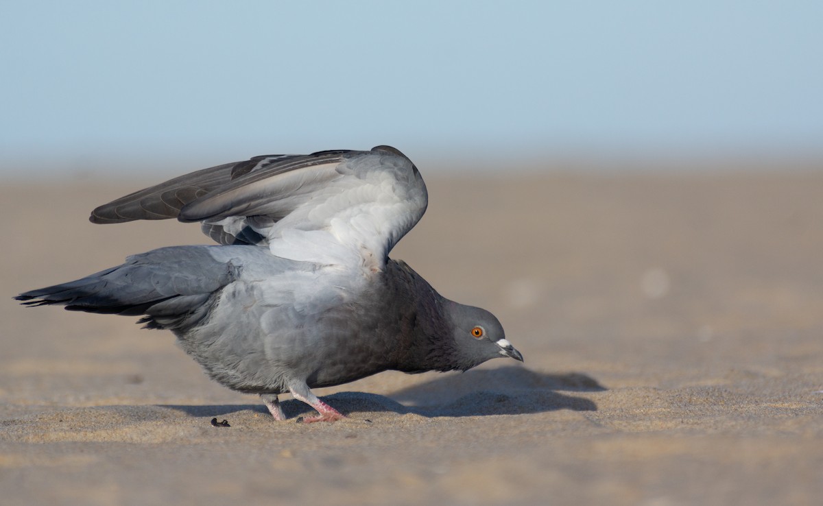 Rock Pigeon (Feral Pigeon) - Eaton Ekarintaragun