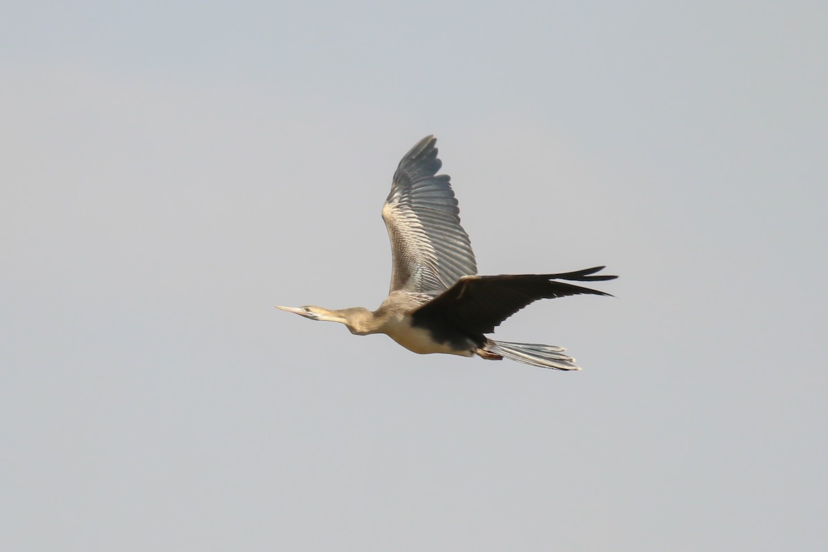 Anhinga d'Afrique - ML319165841