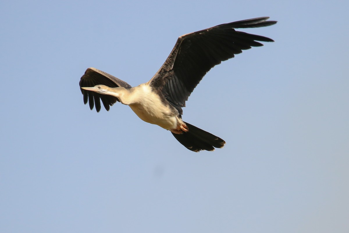 African Darter - Fikret Ataşalan