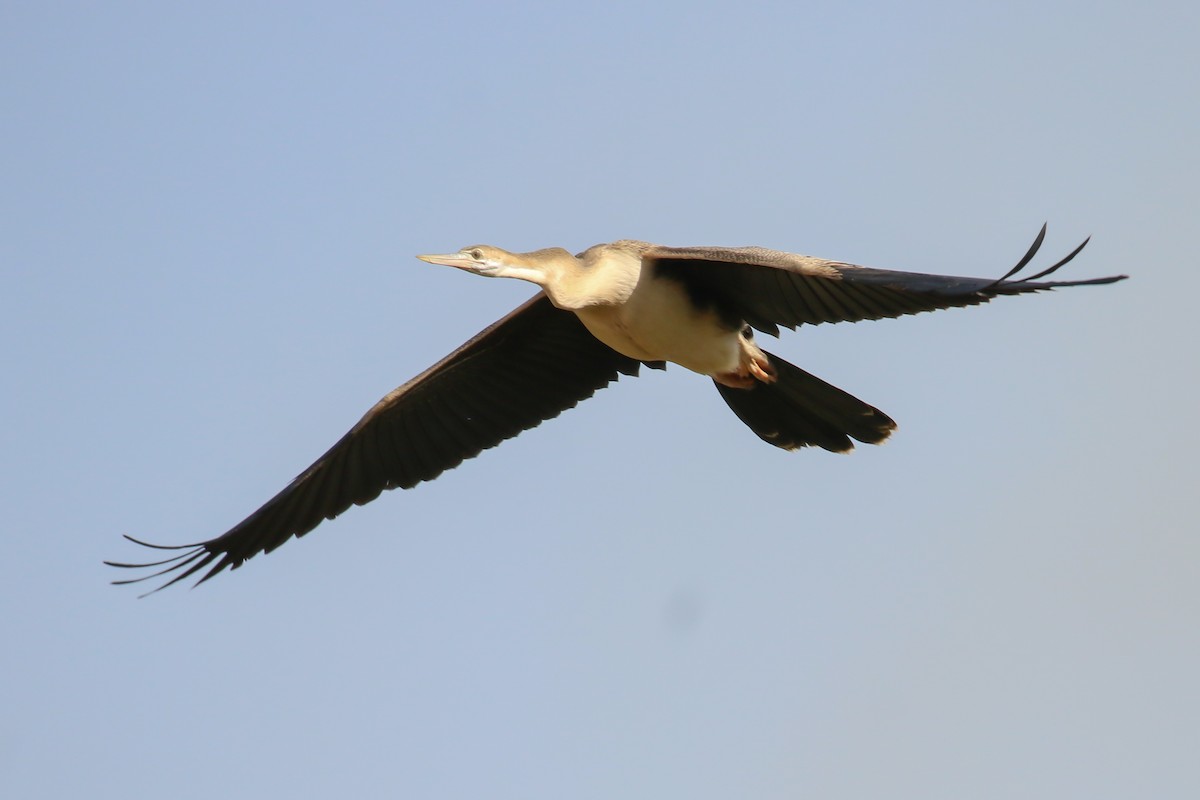 Anhinga d'Afrique - ML319165881