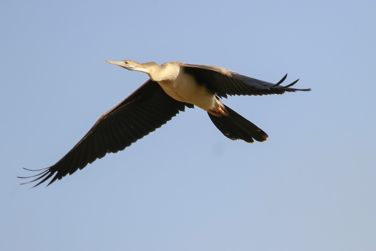 African Darter - Fikret Ataşalan