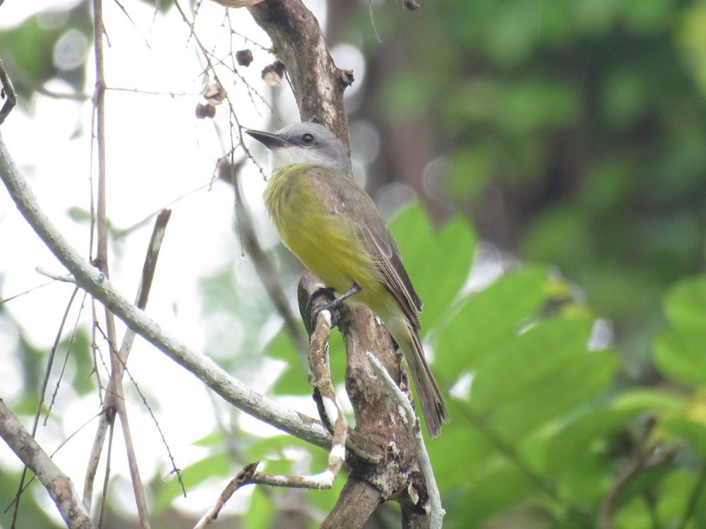 Tropical Kingbird - ML31916611