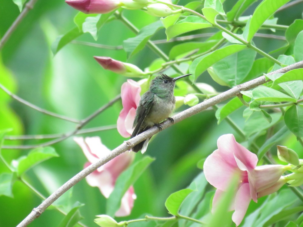 kolibřík skvrnitoprsý - ML31916661