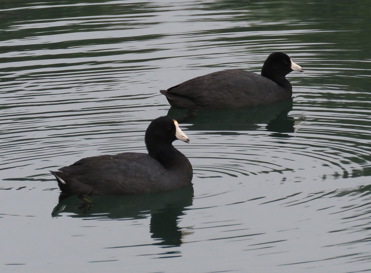 American Coot - ML319169501