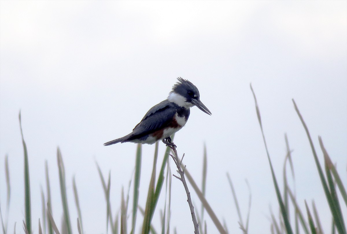 Belted Kingfisher - Amy Evenstad