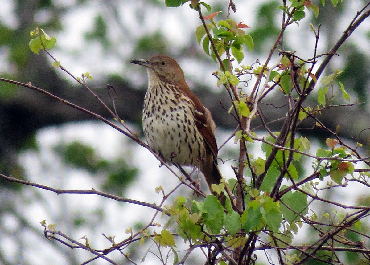 Brown Thrasher - Amy Evenstad