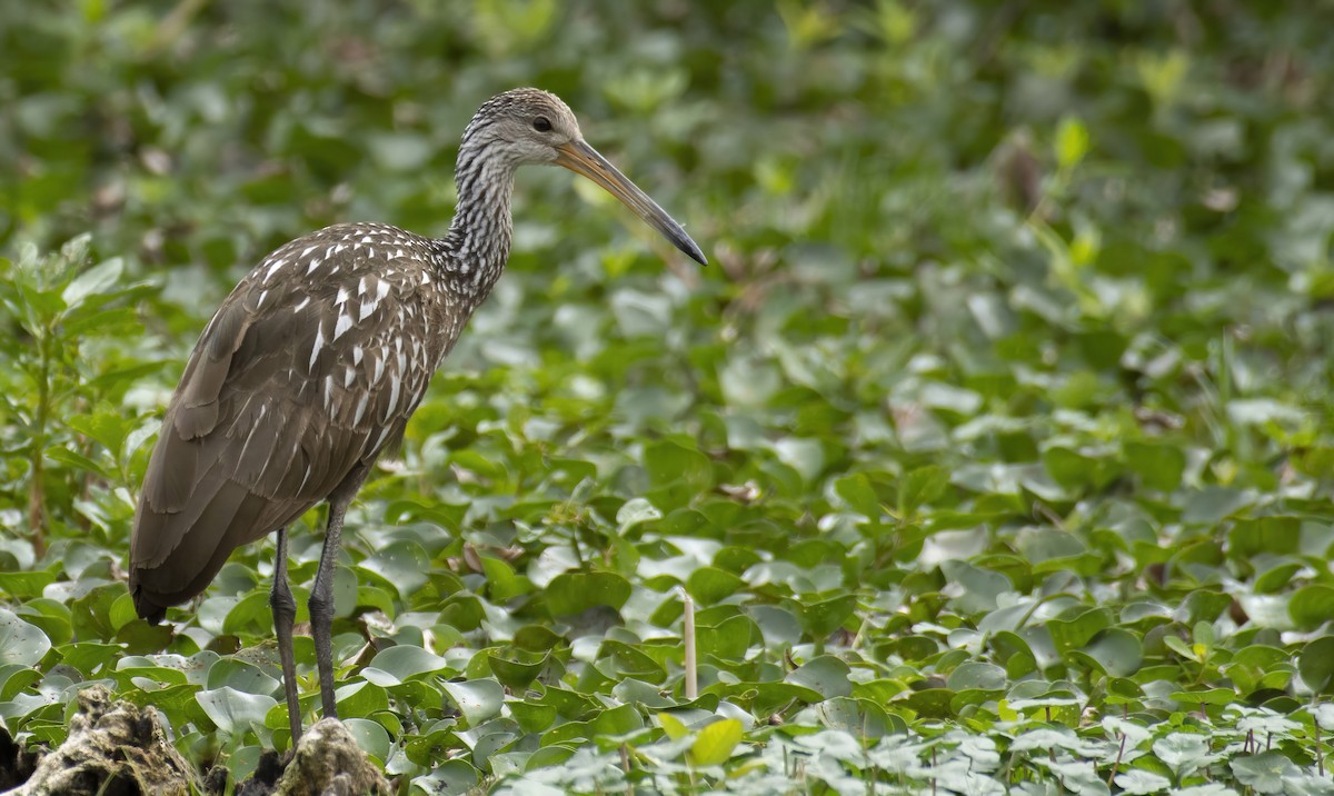 Limpkin - ML319170231