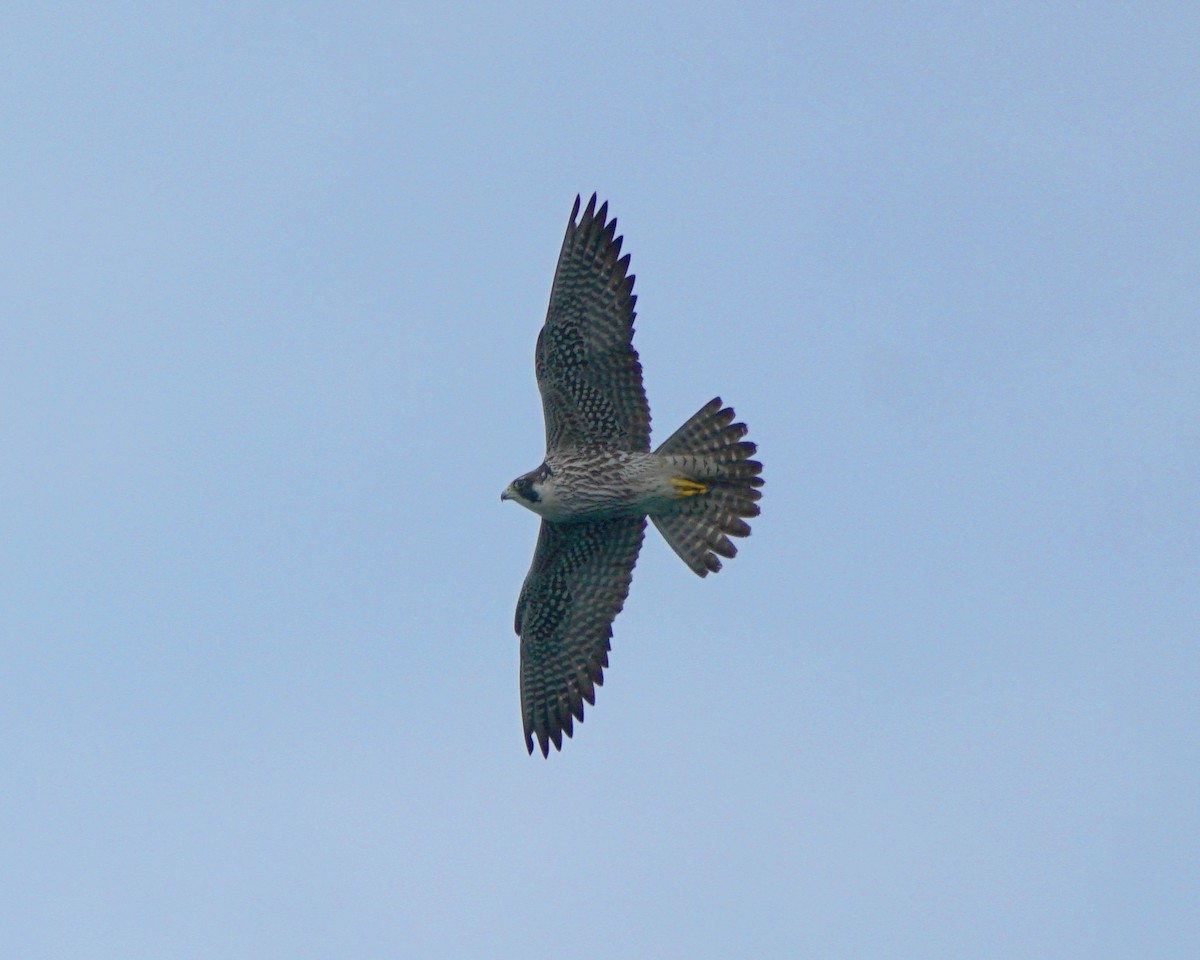 Peregrine Falcon - Erich Hetzel