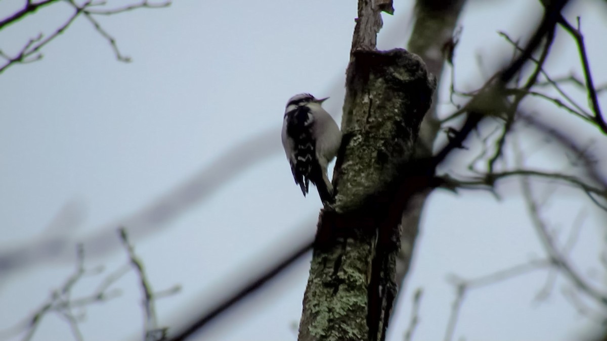 Downy Woodpecker - Anonymous