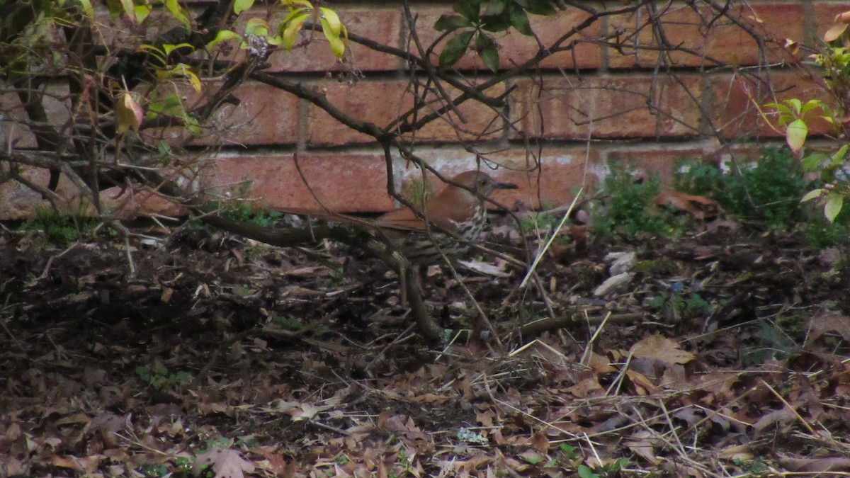 Brown Thrasher - ML319173331