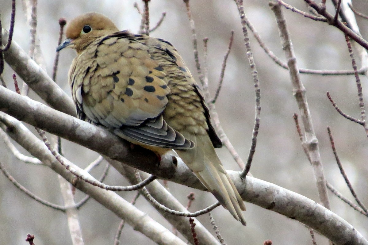 Mourning Dove - ML319173961