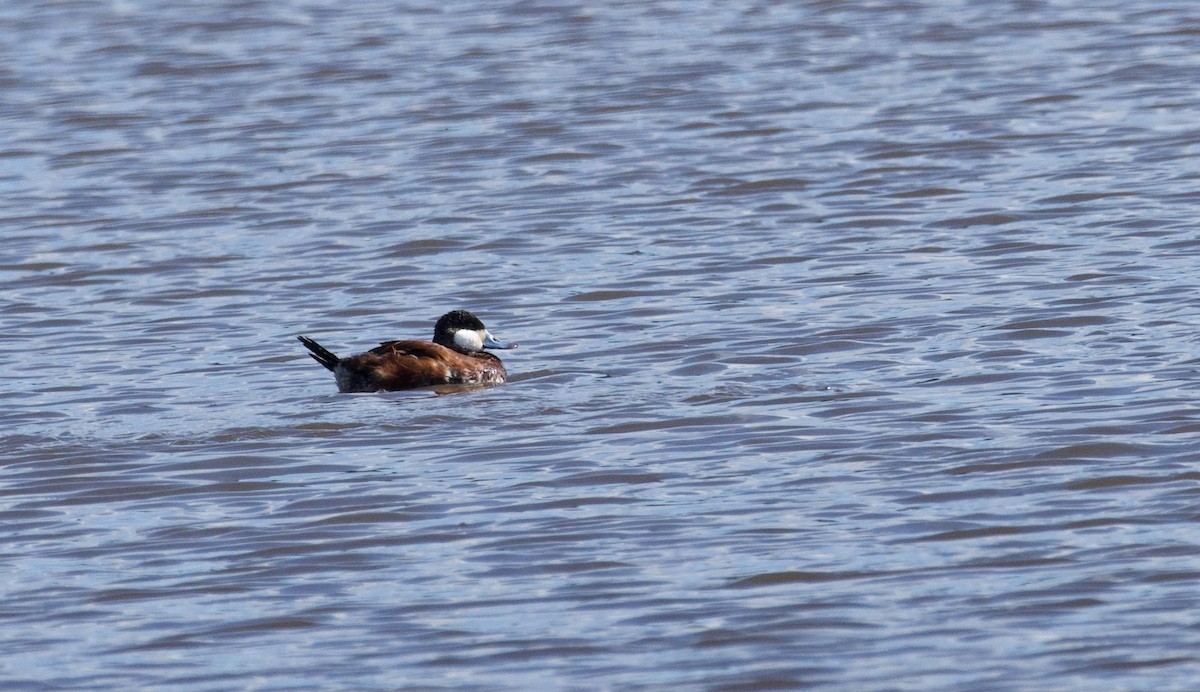 Ruddy Duck - ML319174331