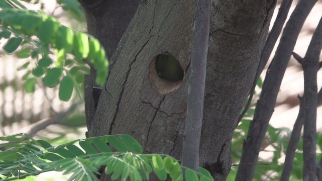 White-cheeked Barbet - ML319174641