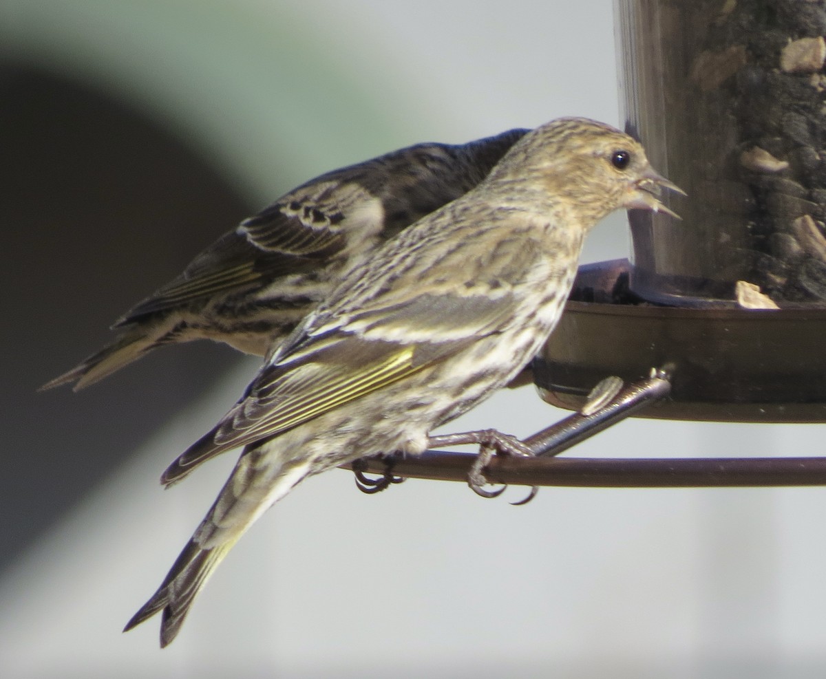 Pine Siskin - ML319177941