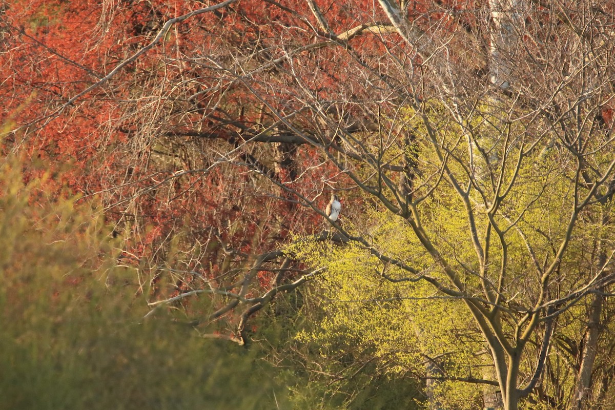 Red-tailed Hawk - ML319178461