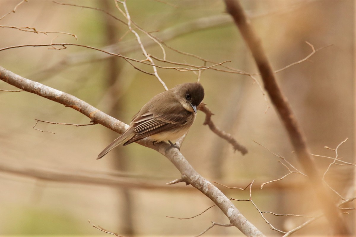 Eastern Phoebe - ML319178711