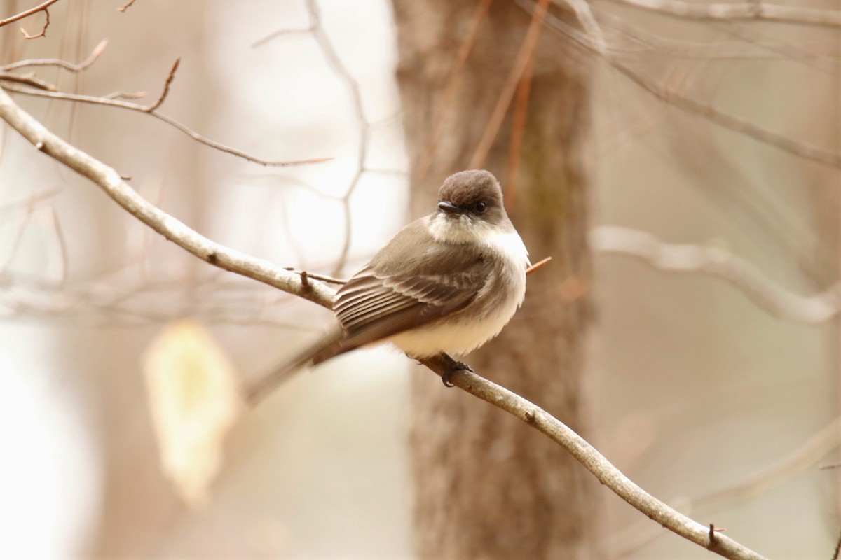 Eastern Phoebe - ML319178721