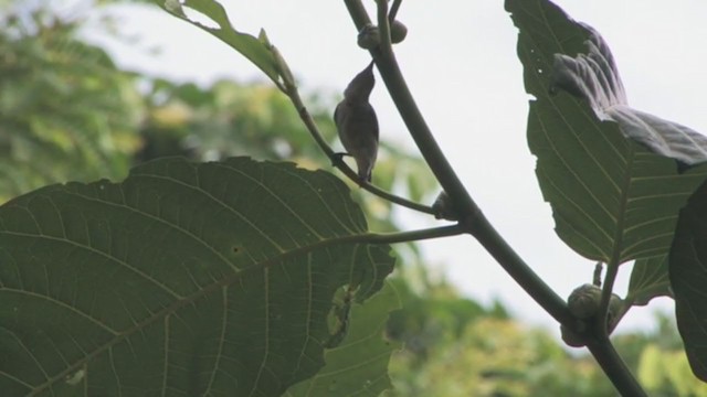 Buzzing Flowerpecker - ML319179871