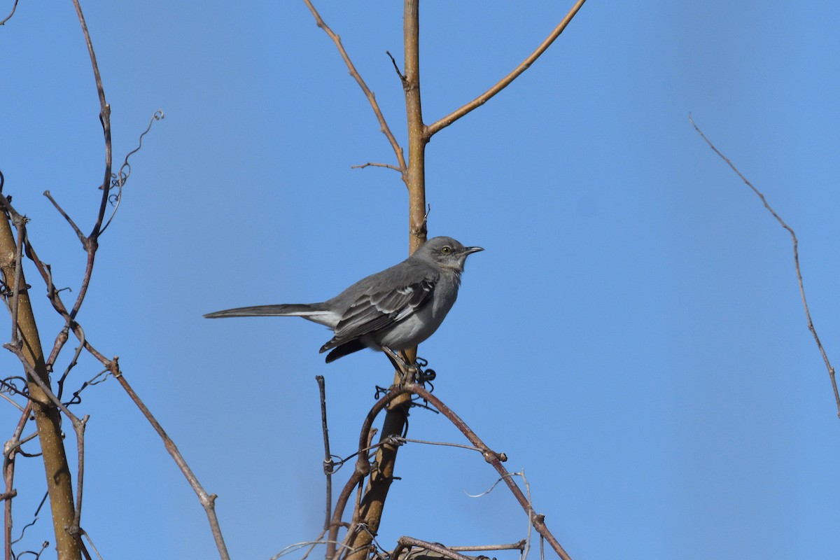 Northern Mockingbird - terence zahner