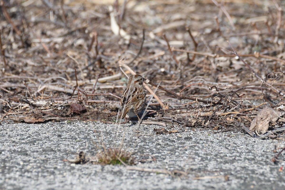 Song Sparrow - ML319181221