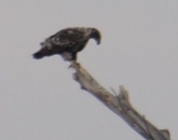 Rough-legged Hawk - ML319182221