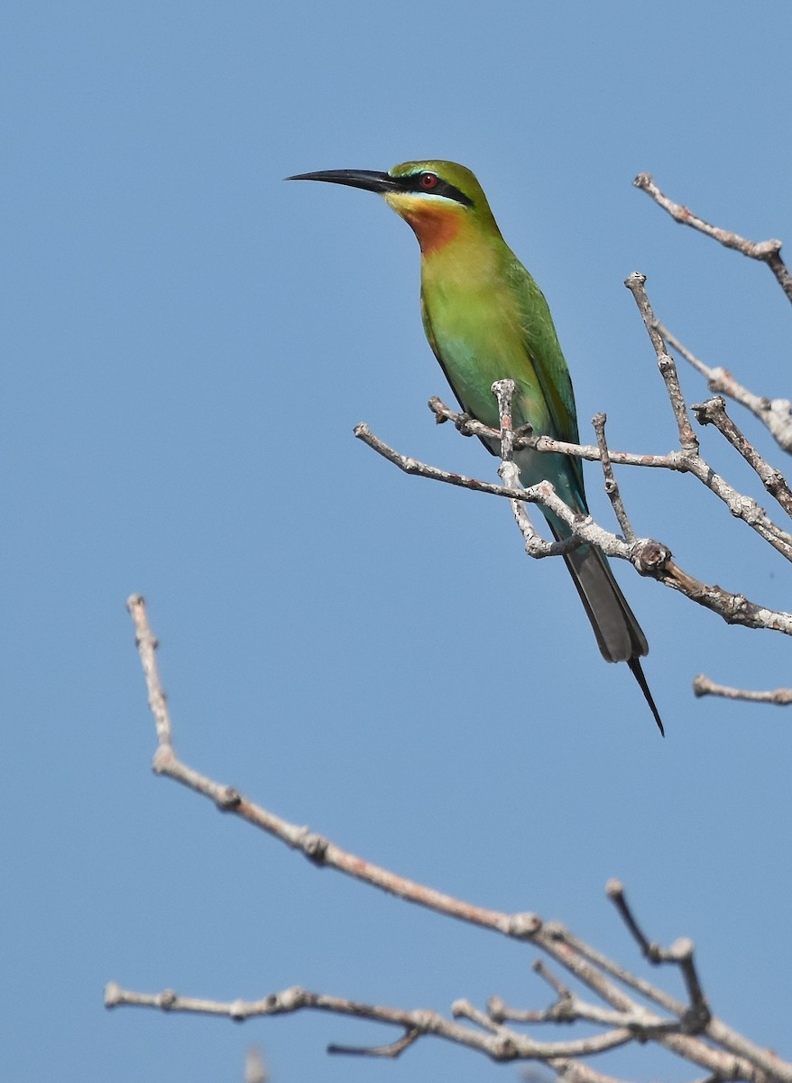 Blue-tailed Bee-eater - ML319183091