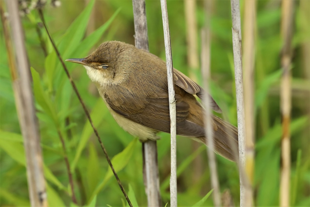 Common Reed Warbler - ML319184351