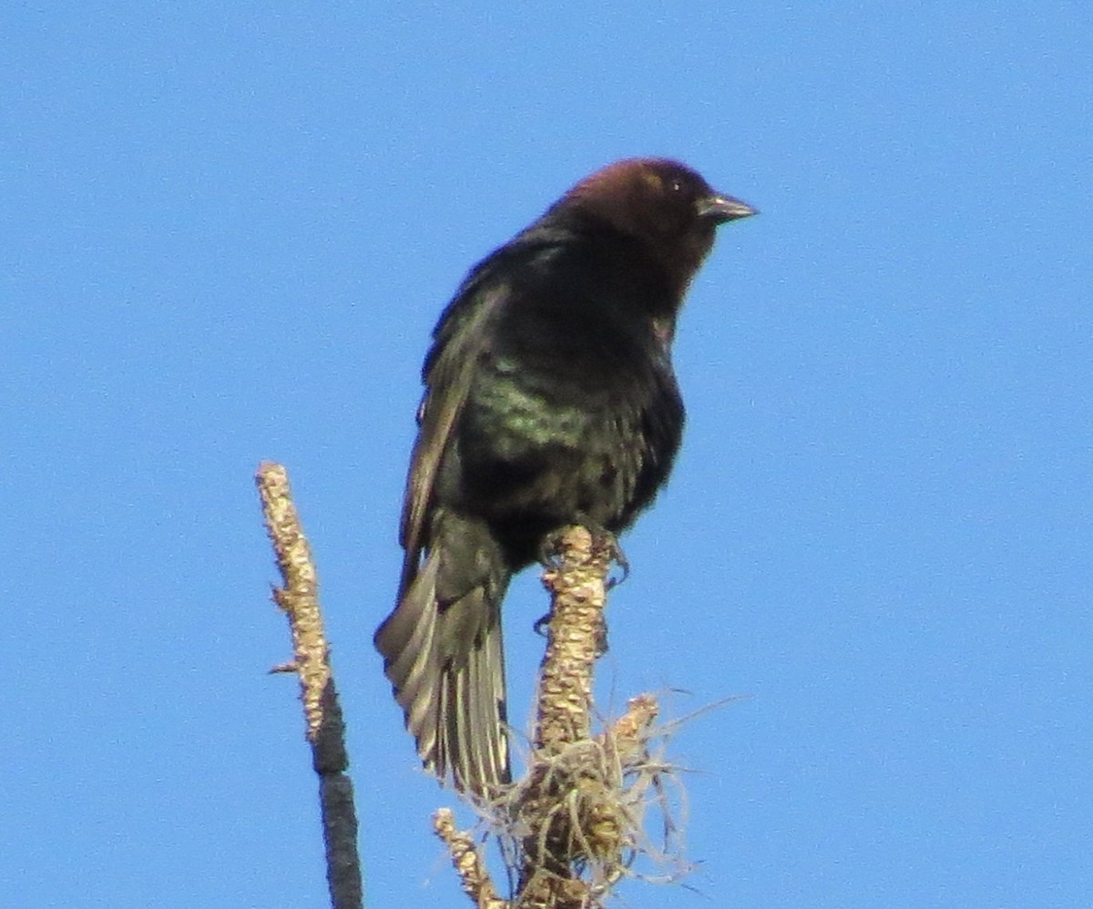 Brown-headed Cowbird - ML319185081