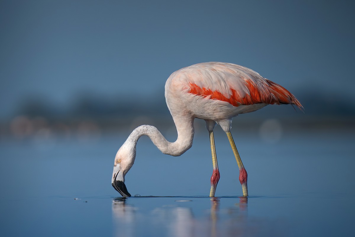 Chilean Flamingo - Luciano Massa