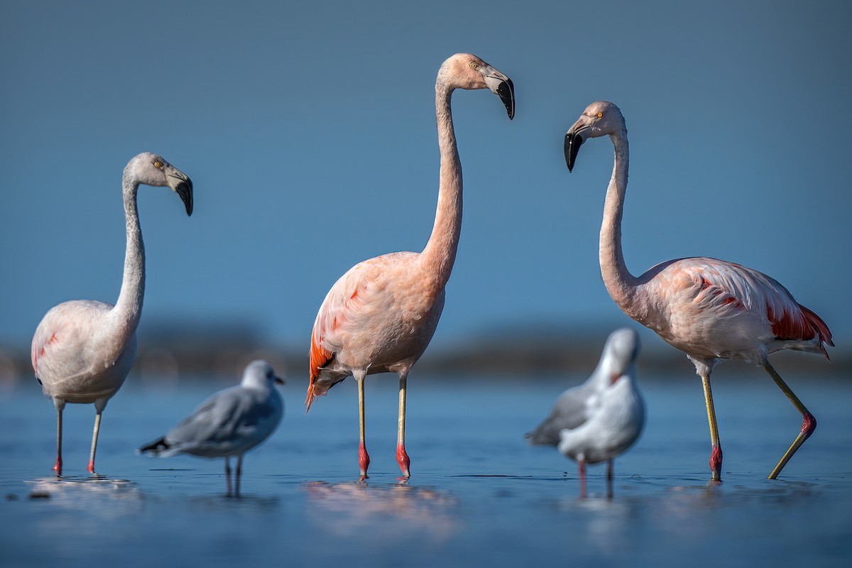 Chilean Flamingo - Luciano Massa