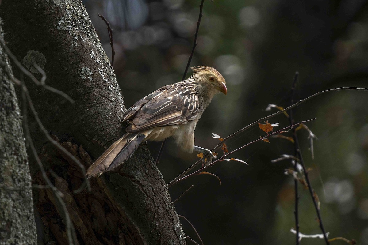 Guira Cuckoo - ML319185741