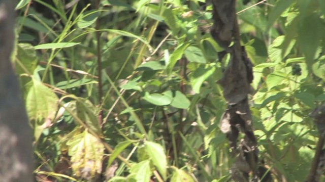 White-bellied Flowerpecker - ML319185861