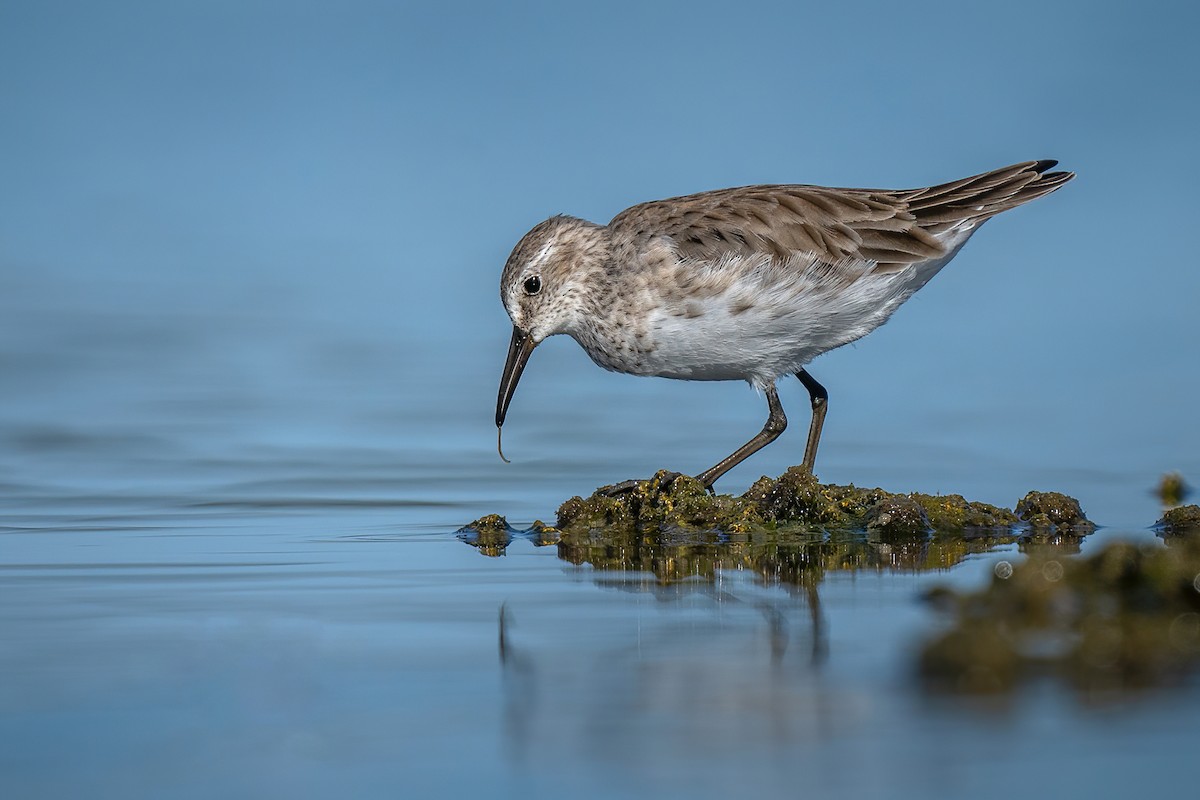 White-rumped Sandpiper - Luciano Massa