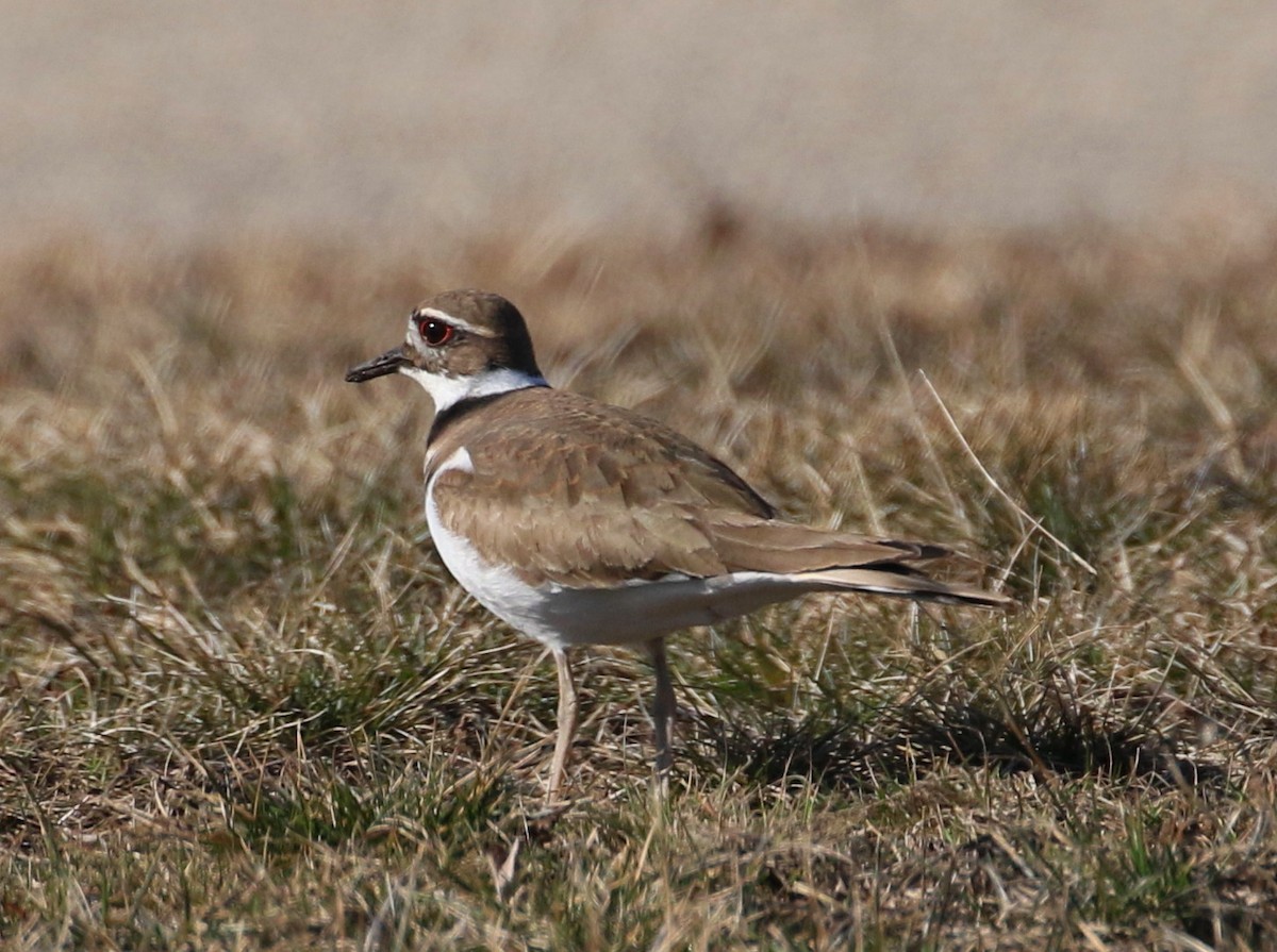 Killdeer - Robert Dixon