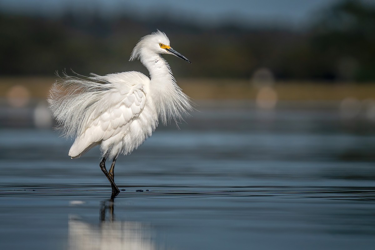 Snowy Egret - ML319186421