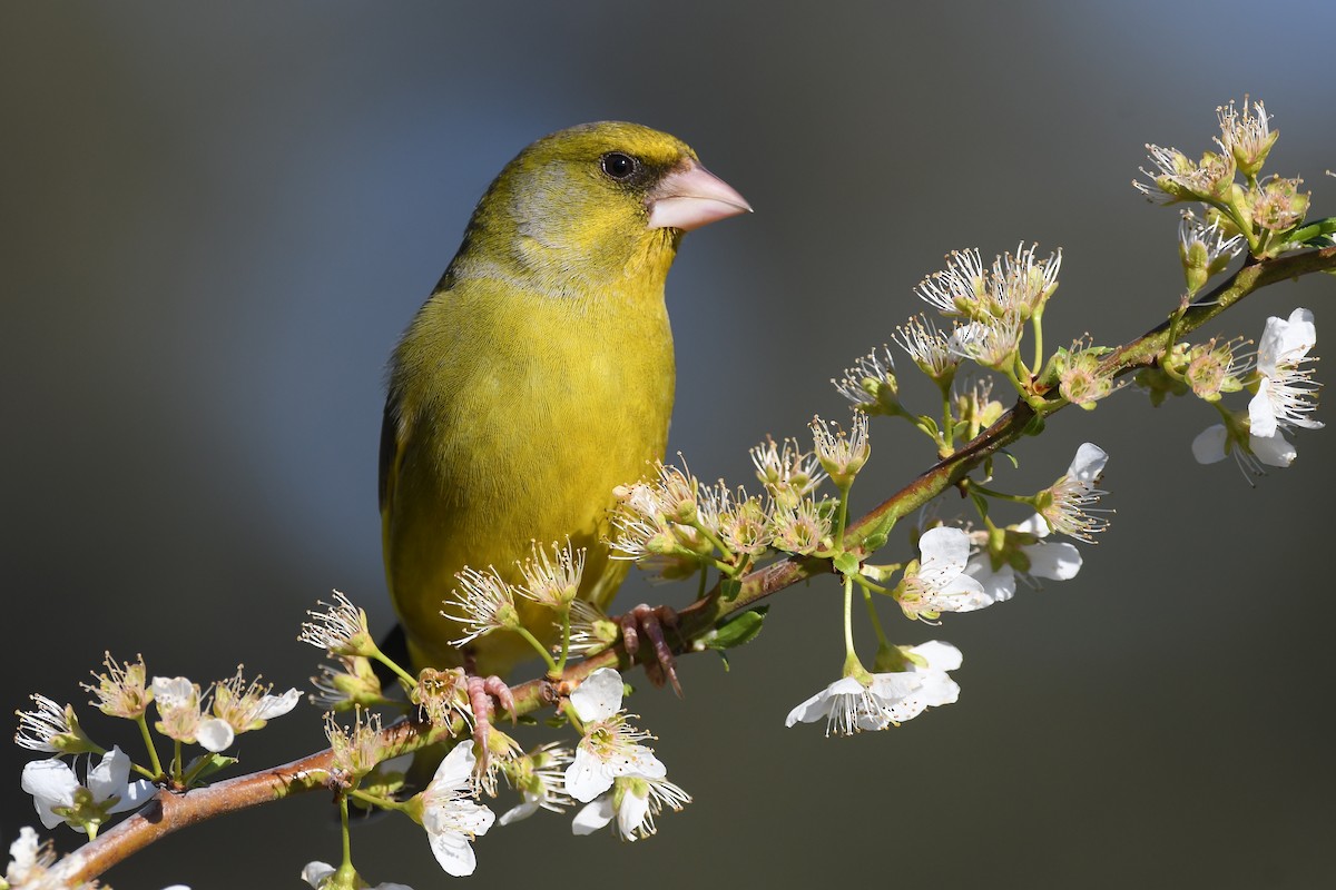 European Greenfinch - Santiago Caballero Carrera