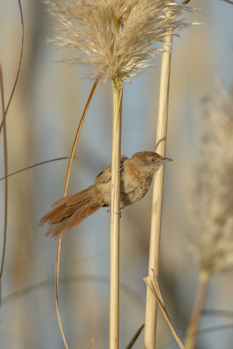 Freckle-breasted Thornbird - ML319186881