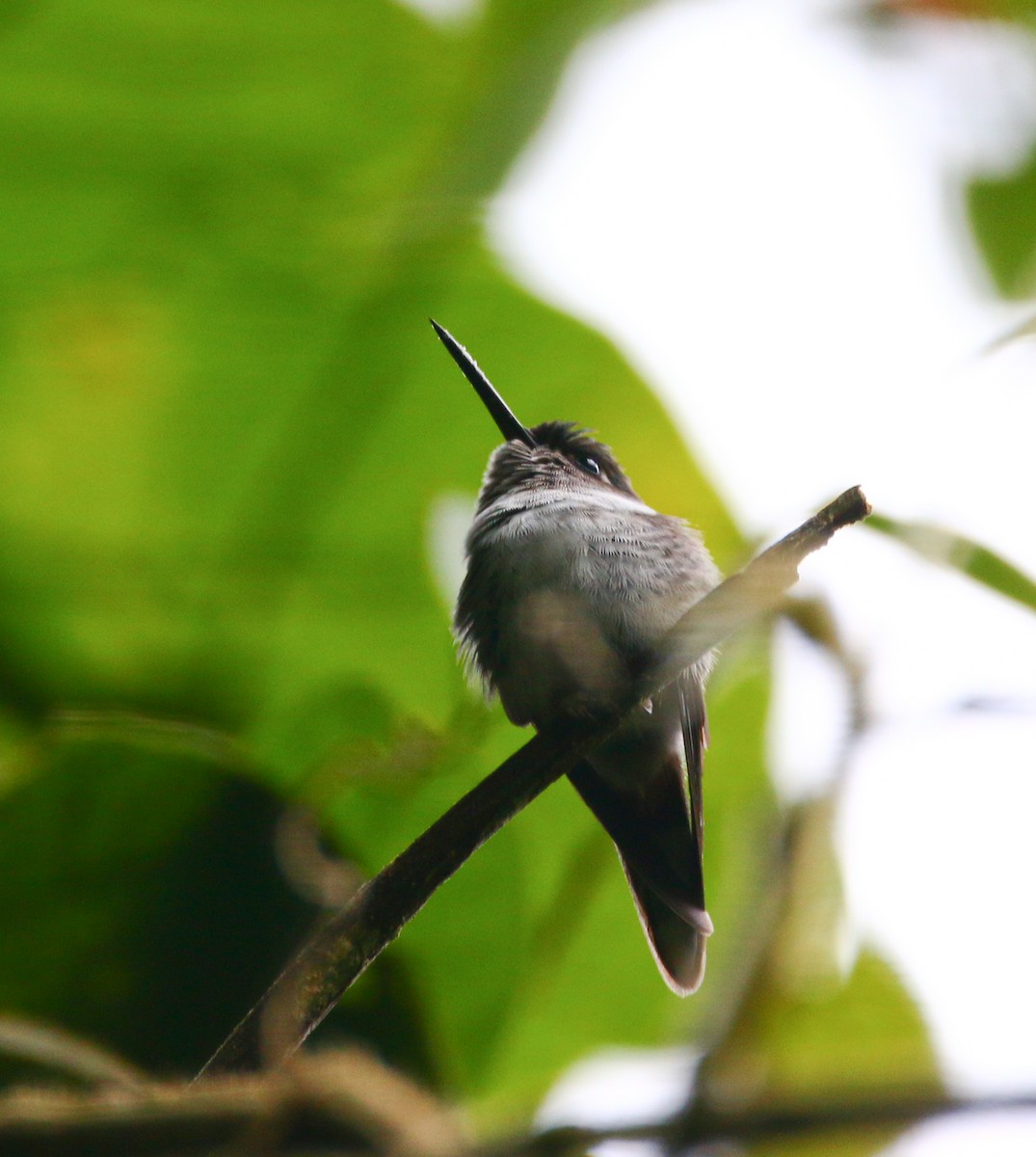 Ecuadorian Piedtail - Aidan Griffiths