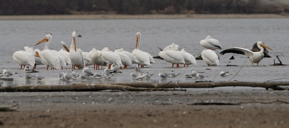 American White Pelican - Lee Funderburg