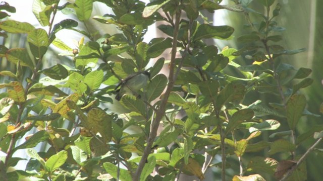 Buzzing Flowerpecker - ML319187801