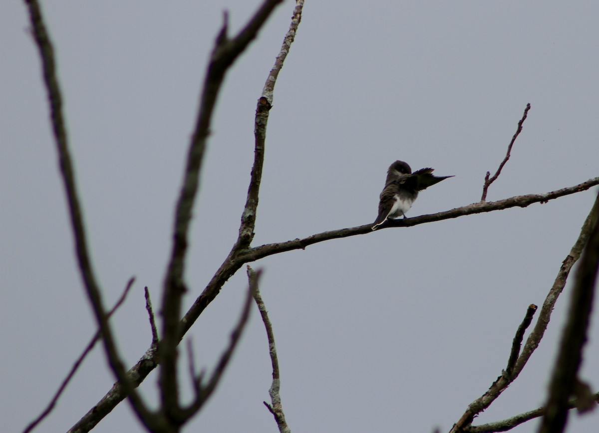 Eastern Kingbird - ML31918791