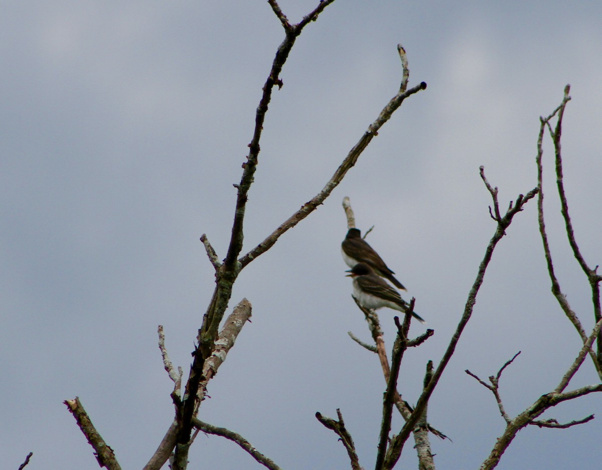 Eastern Kingbird - ML31918801