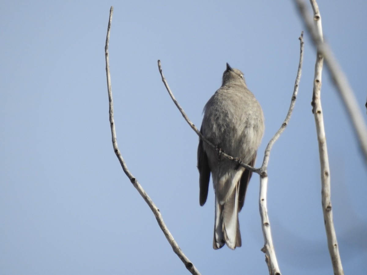 Townsend's Solitaire - ML319188211