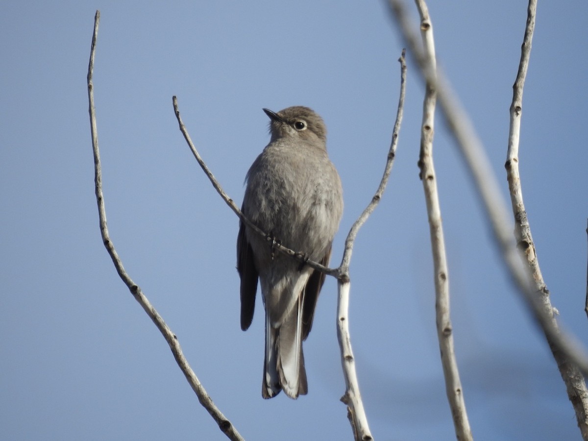 Townsend's Solitaire - ML319188221