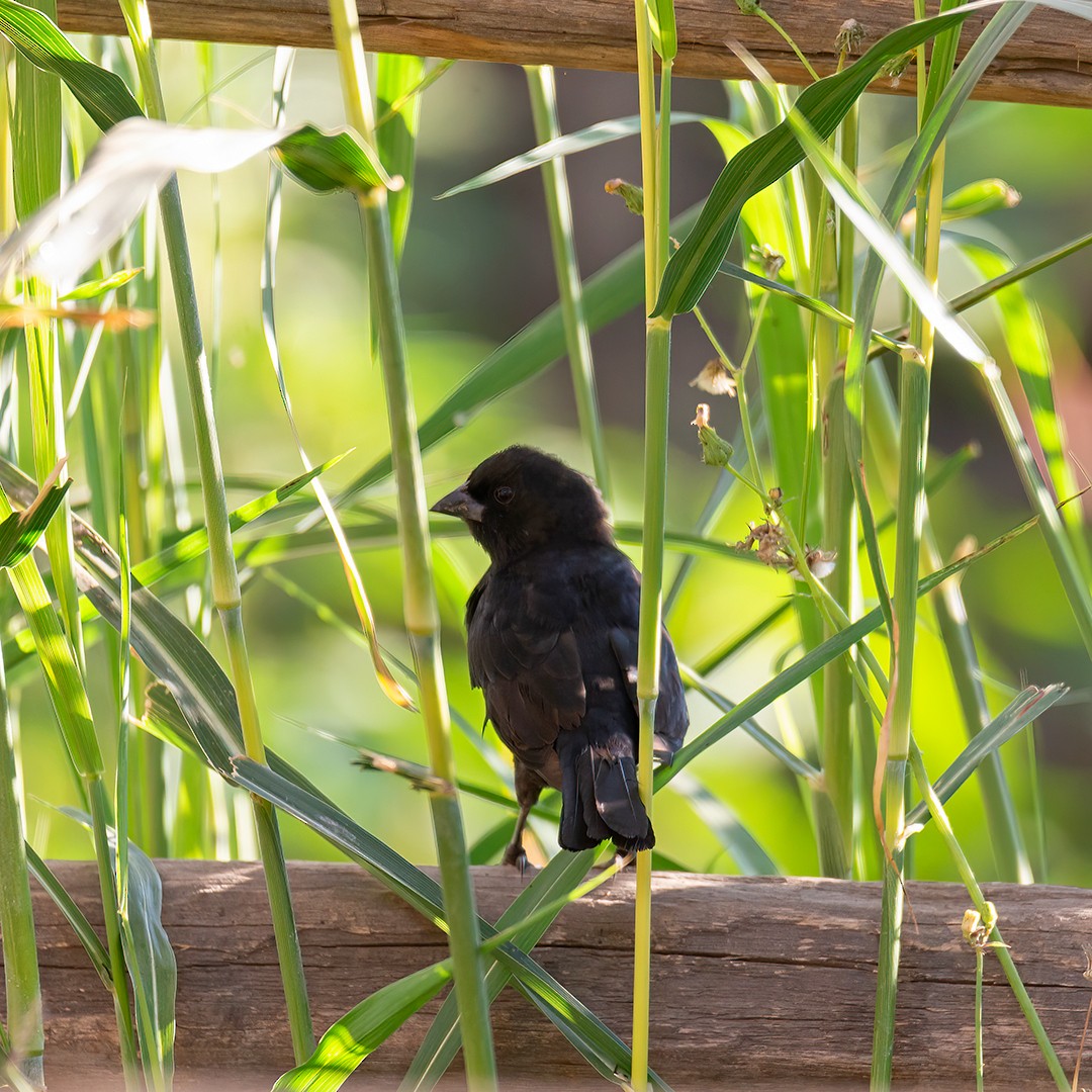 Screaming Cowbird - ML319188801