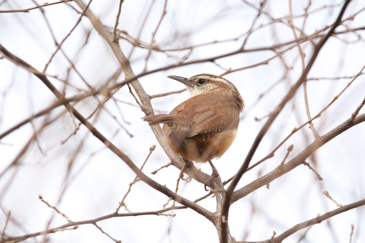 Carolina Wren - ML319189881