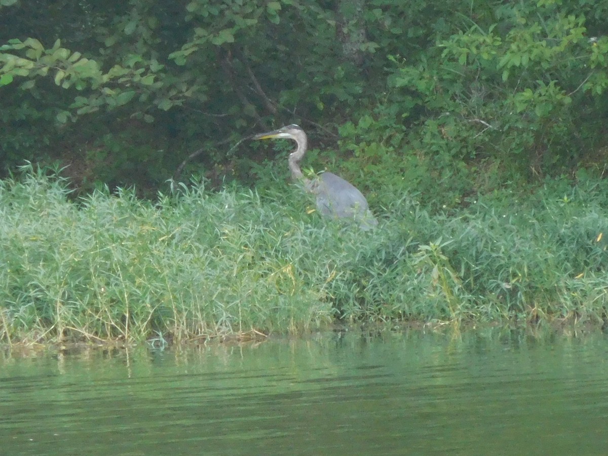 Great Blue Heron - ML31919001