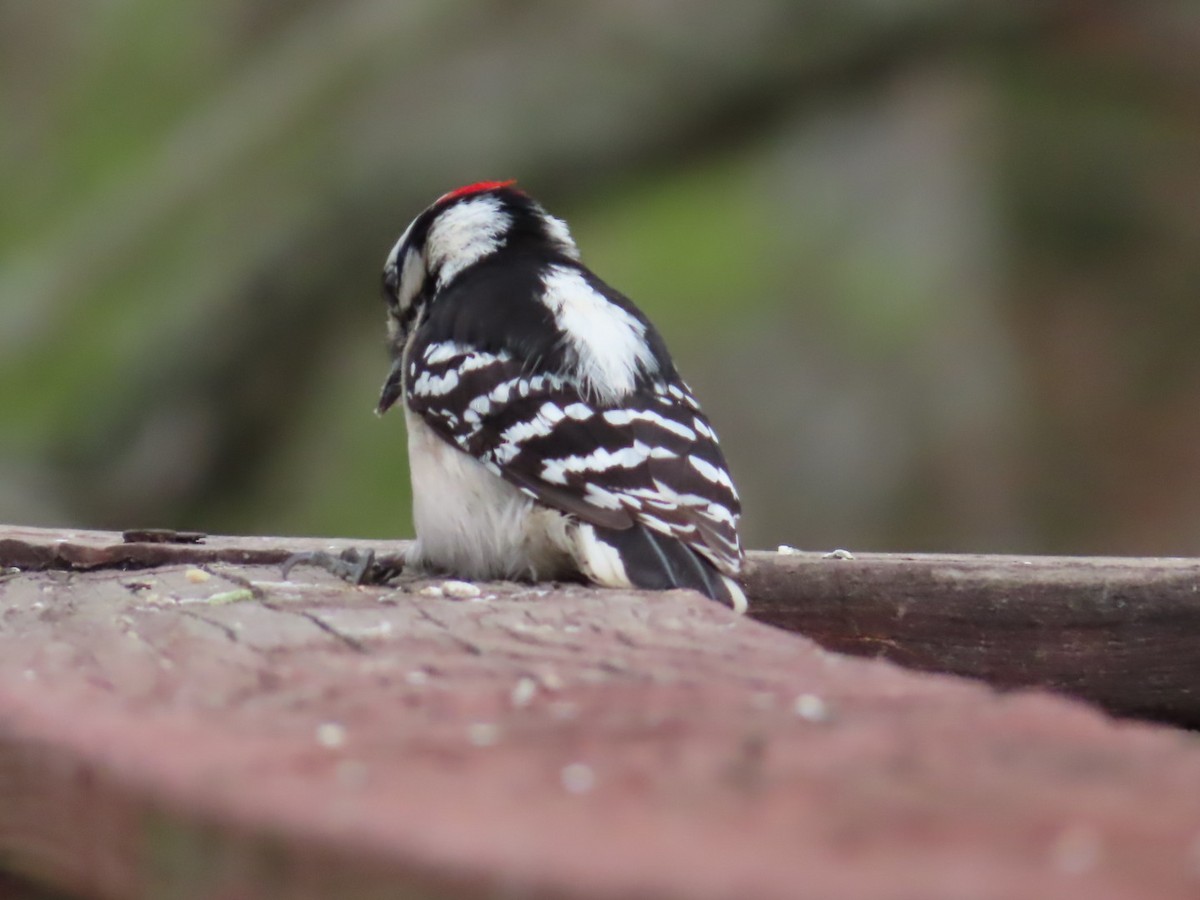 Downy Woodpecker - ML319190301