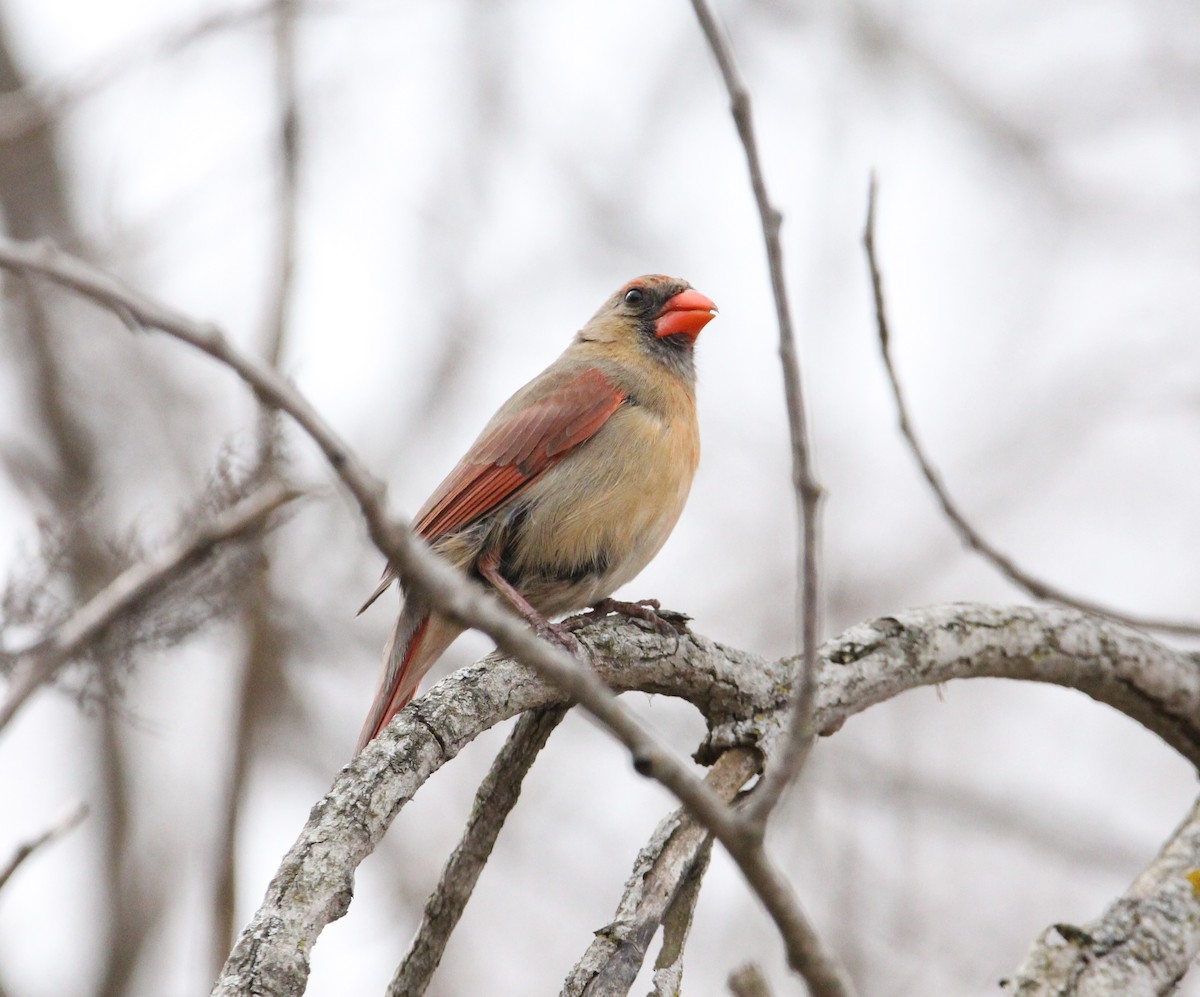 Cardinal rouge - ML319190441